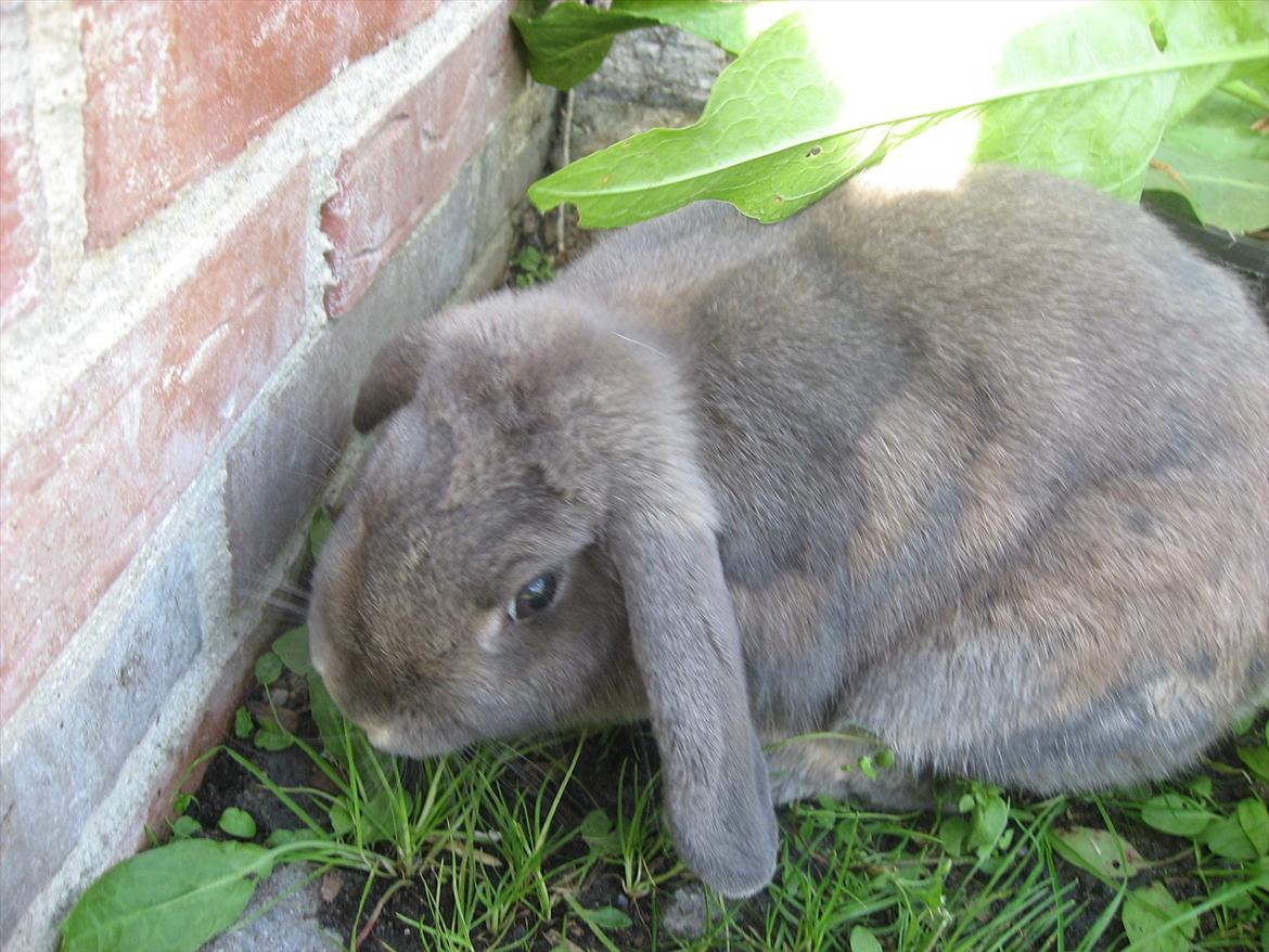Kanin Moonlight's Blåbær billede 4