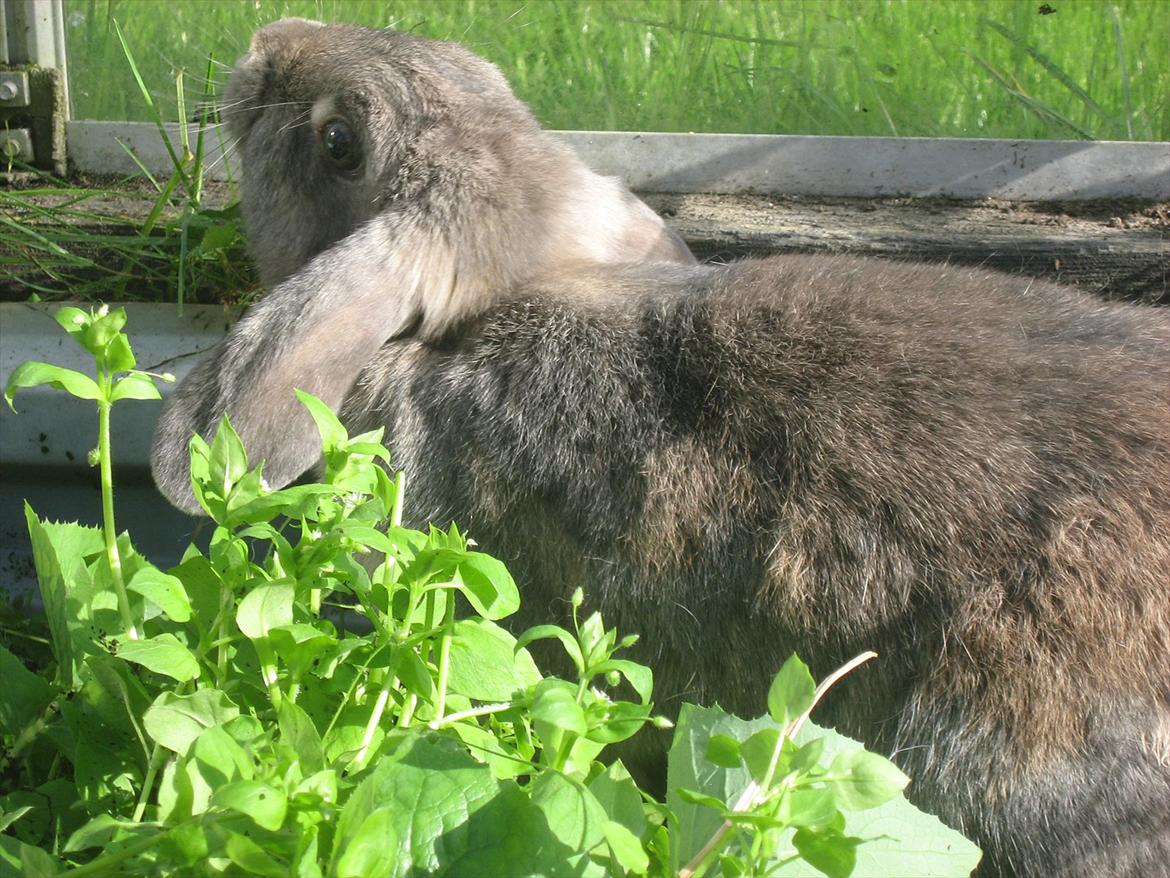Kanin Moonlight's Blåbær billede 5