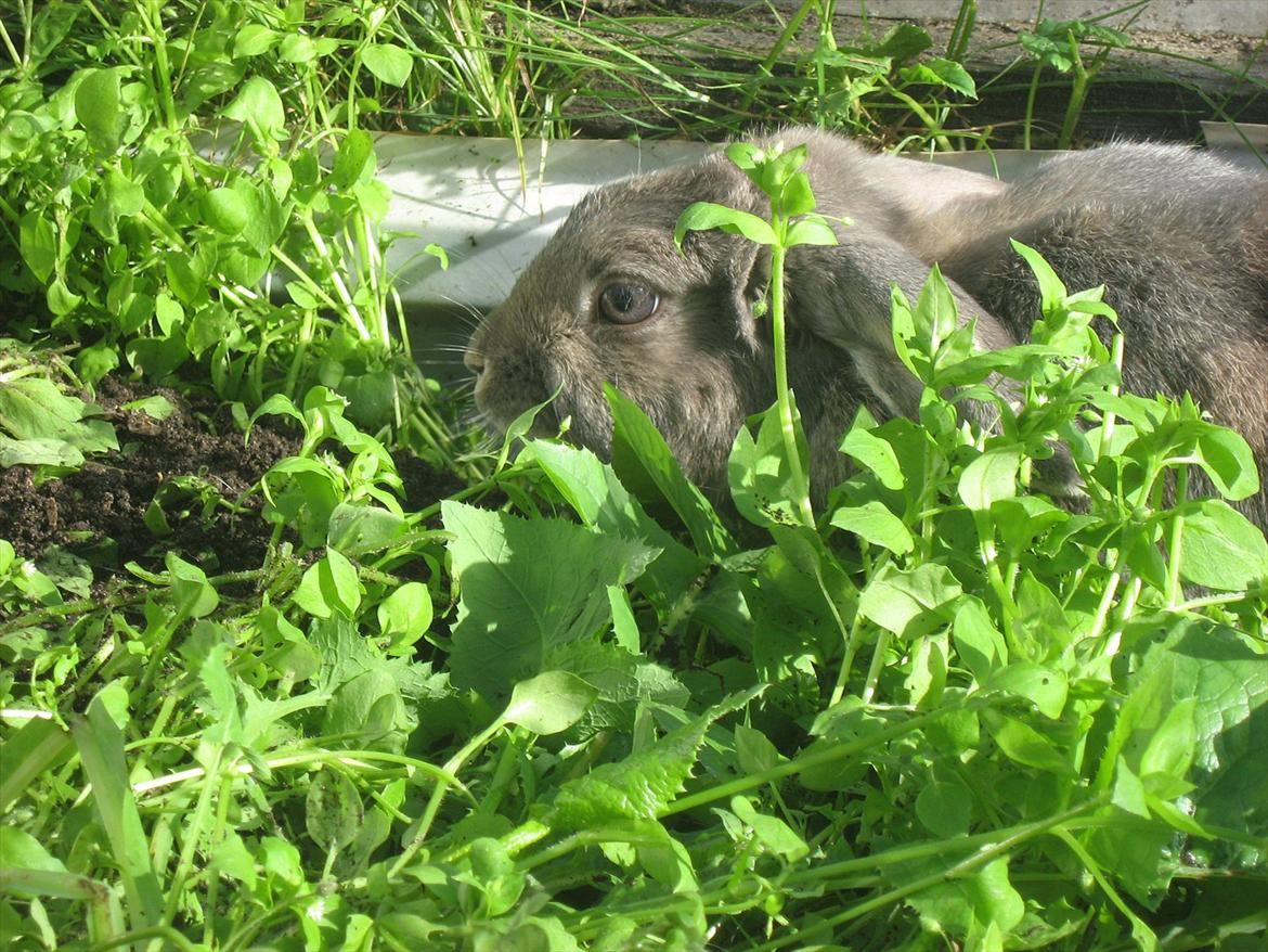 Kanin Moonlight's Blåbær billede 6
