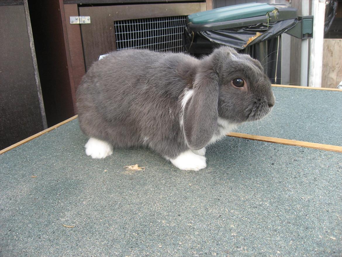 Kanin Moonlight's Skywalker billede 1