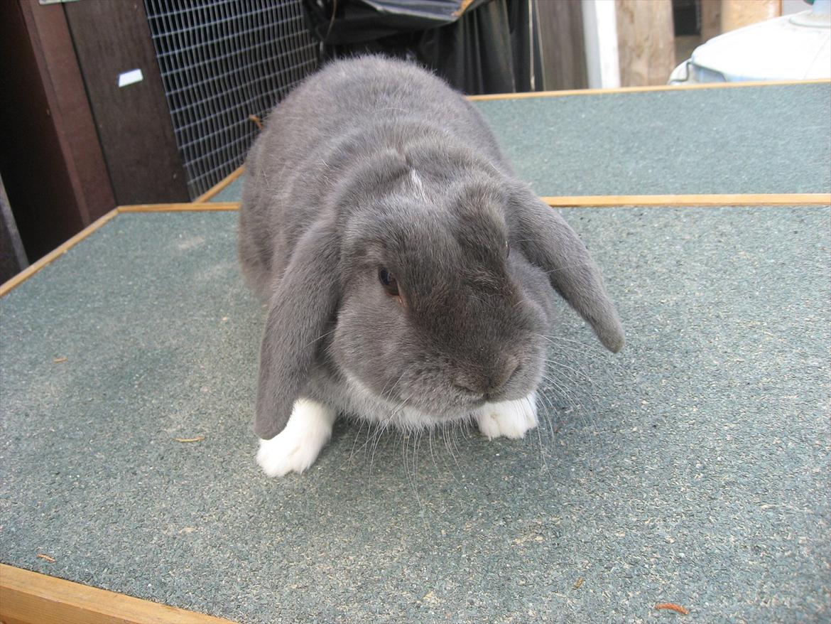 Kanin Moonlight's Skywalker billede 2