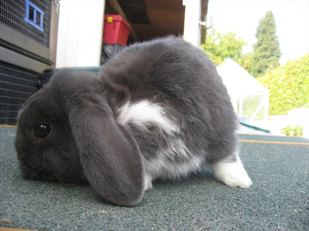 Kanin Moonlight's Skywalker billede 3