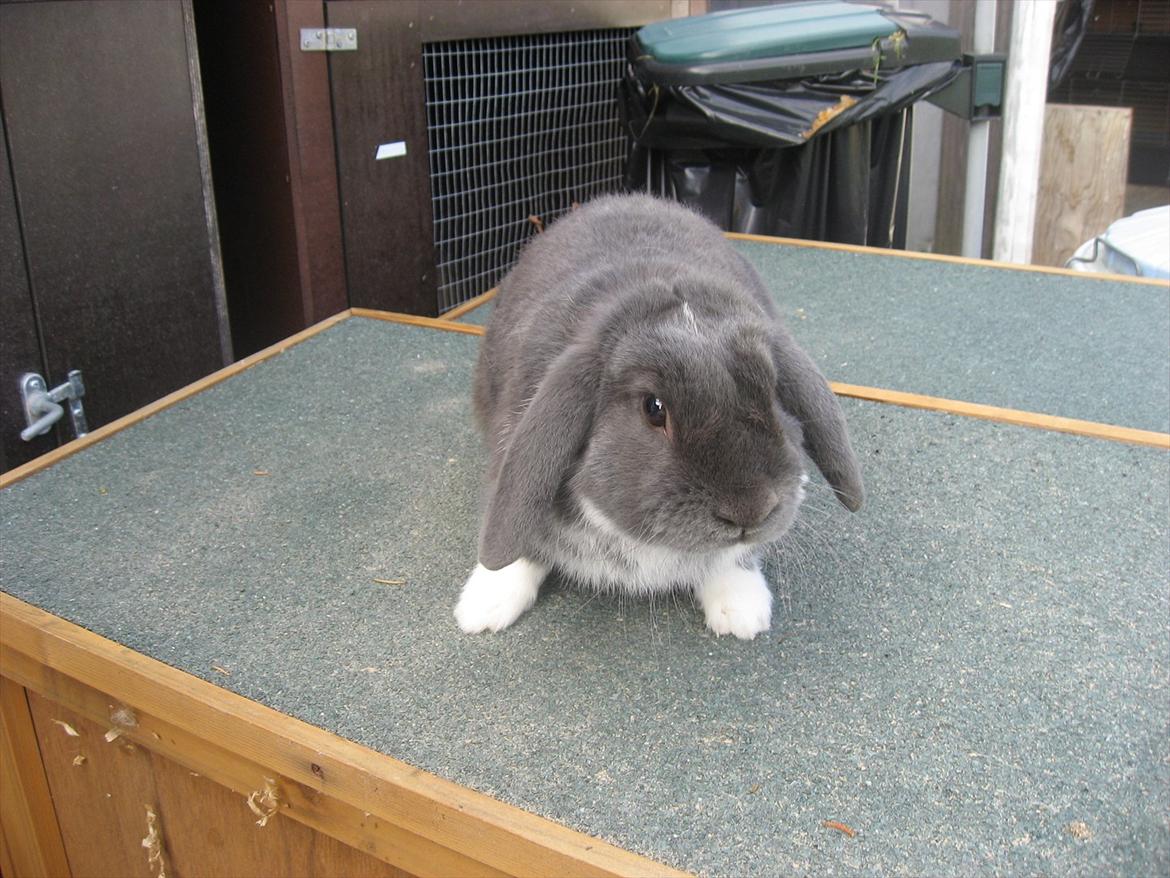 Kanin Moonlight's Skywalker billede 4