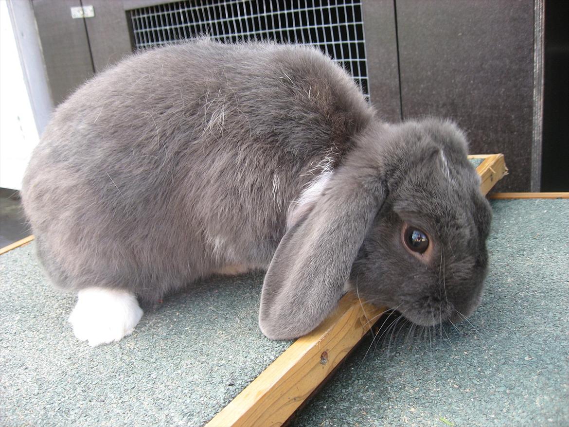 Kanin Moonlight's Skywalker billede 5