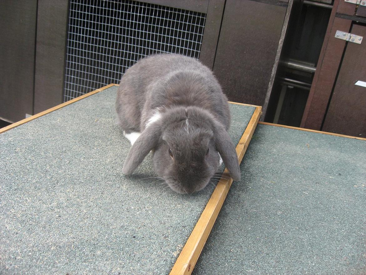 Kanin Moonlight's Skywalker billede 6