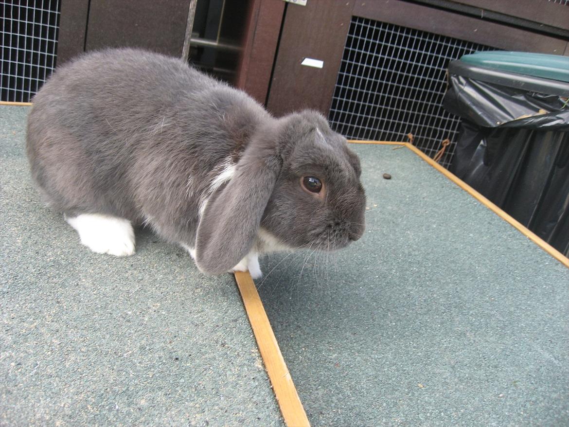 Kanin Moonlight's Skywalker billede 7