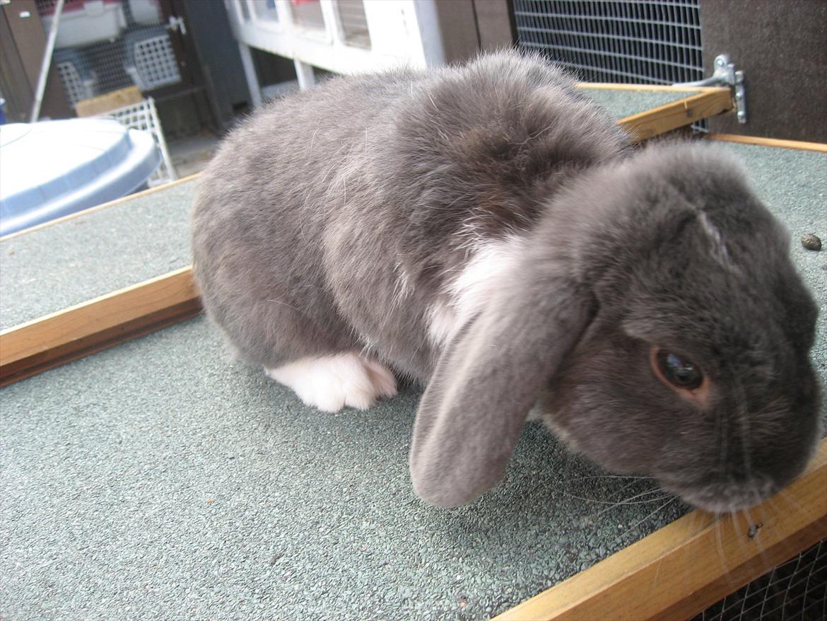 Kanin Moonlight's Skywalker billede 8