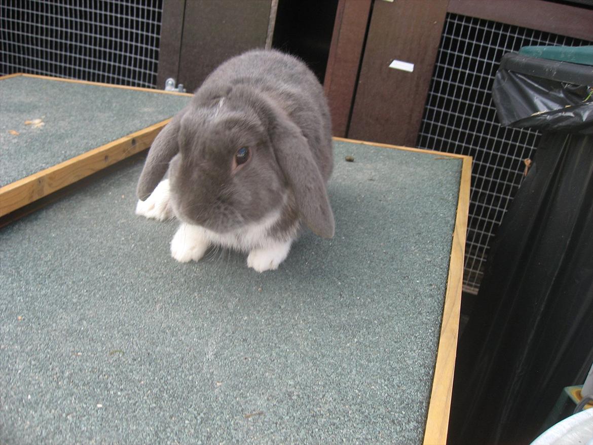 Kanin Moonlight's Skywalker billede 9