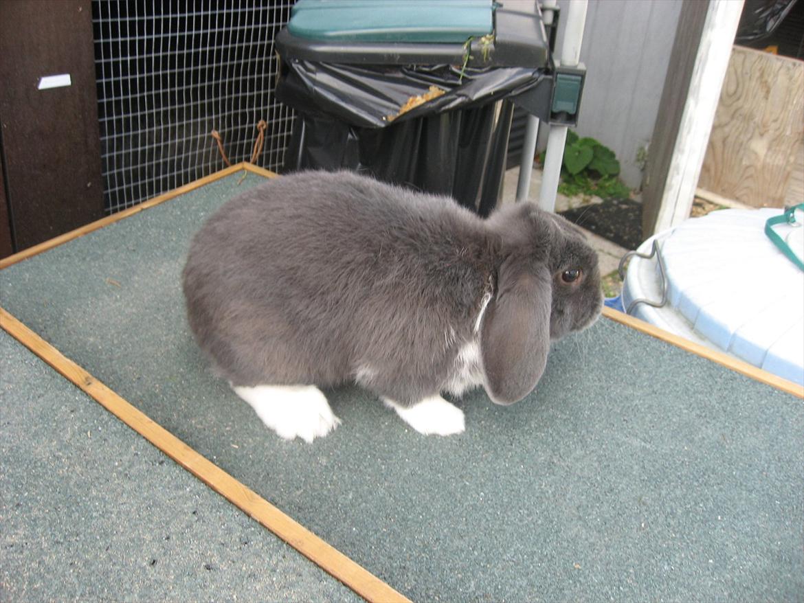 Kanin Moonlight's Skywalker billede 10