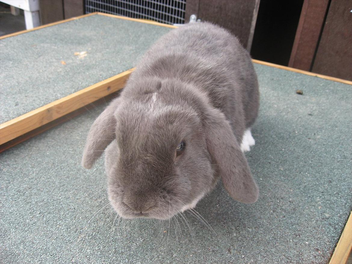 Kanin Moonlight's Skywalker billede 11