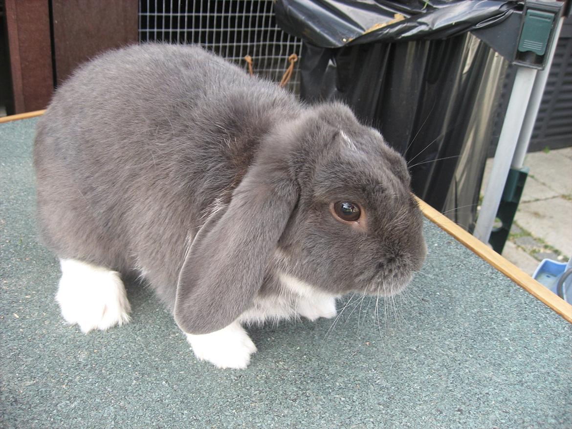 Kanin Moonlight's Skywalker billede 12