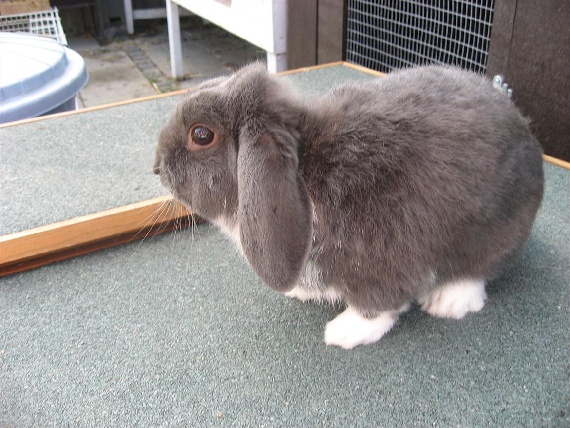 Kanin Moonlight's Skywalker billede 13