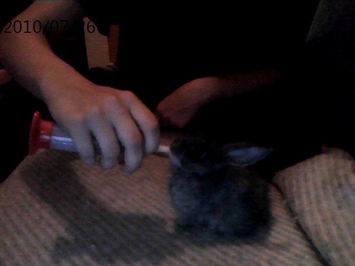 Kanin Moonlight's Blåbær billede 7