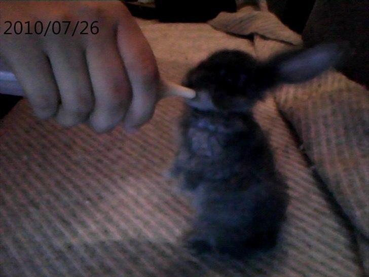 Kanin Moonlight's Blåbær billede 8