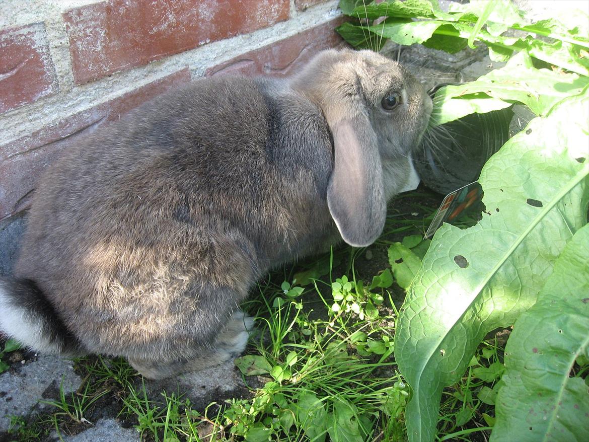 Kanin Moonlight's Blåbær billede 9