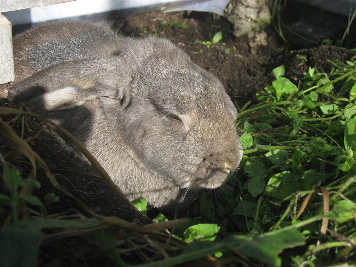 Kanin Moonlight's Blåbær billede 10