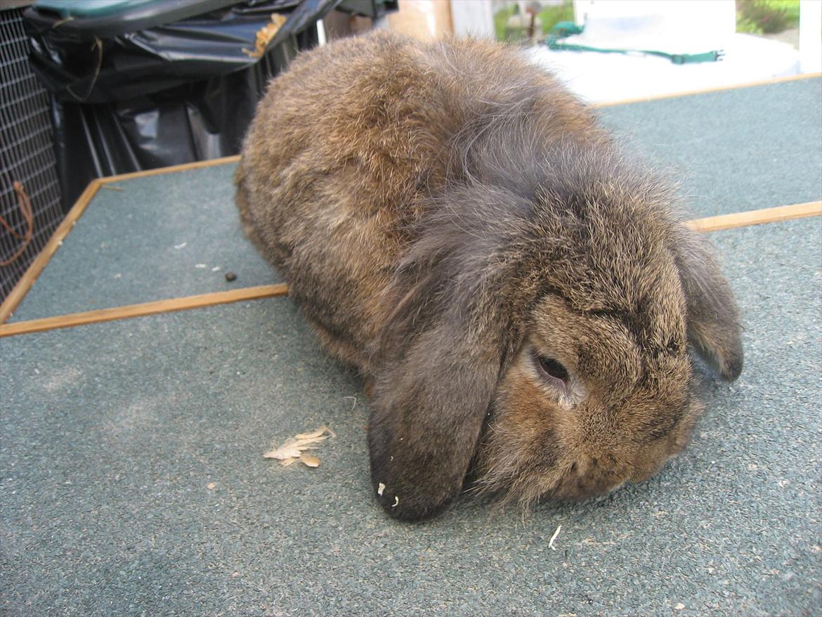 Kanin Terkel billede 2