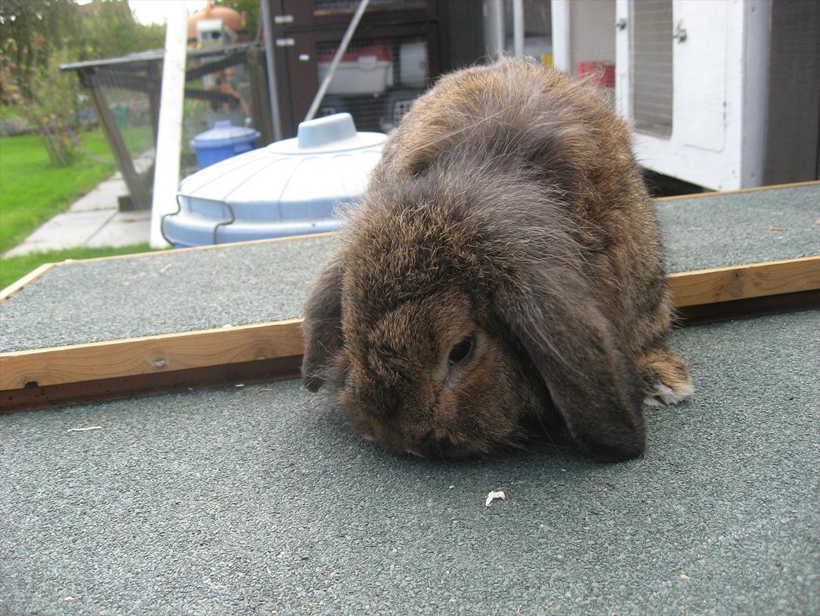 Kanin Terkel billede 4