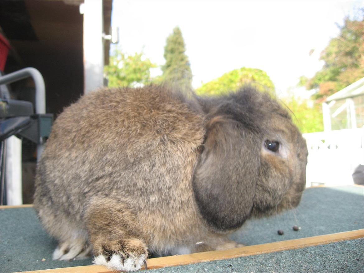 Kanin Terkel billede 9