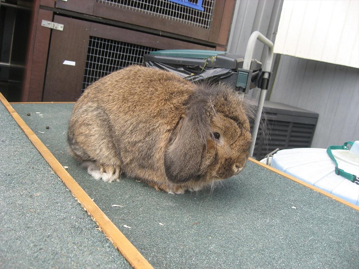 Kanin Terkel billede 11