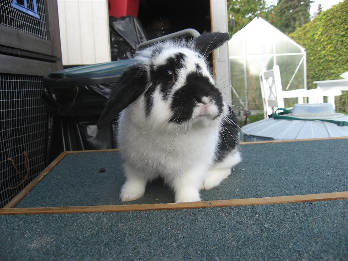 Kanin Moonlight's Lucky billede 1