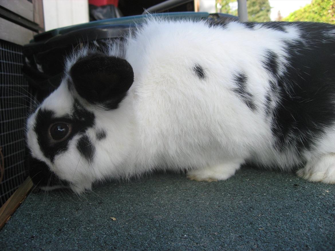 Kanin Moonlight's Lucky billede 2