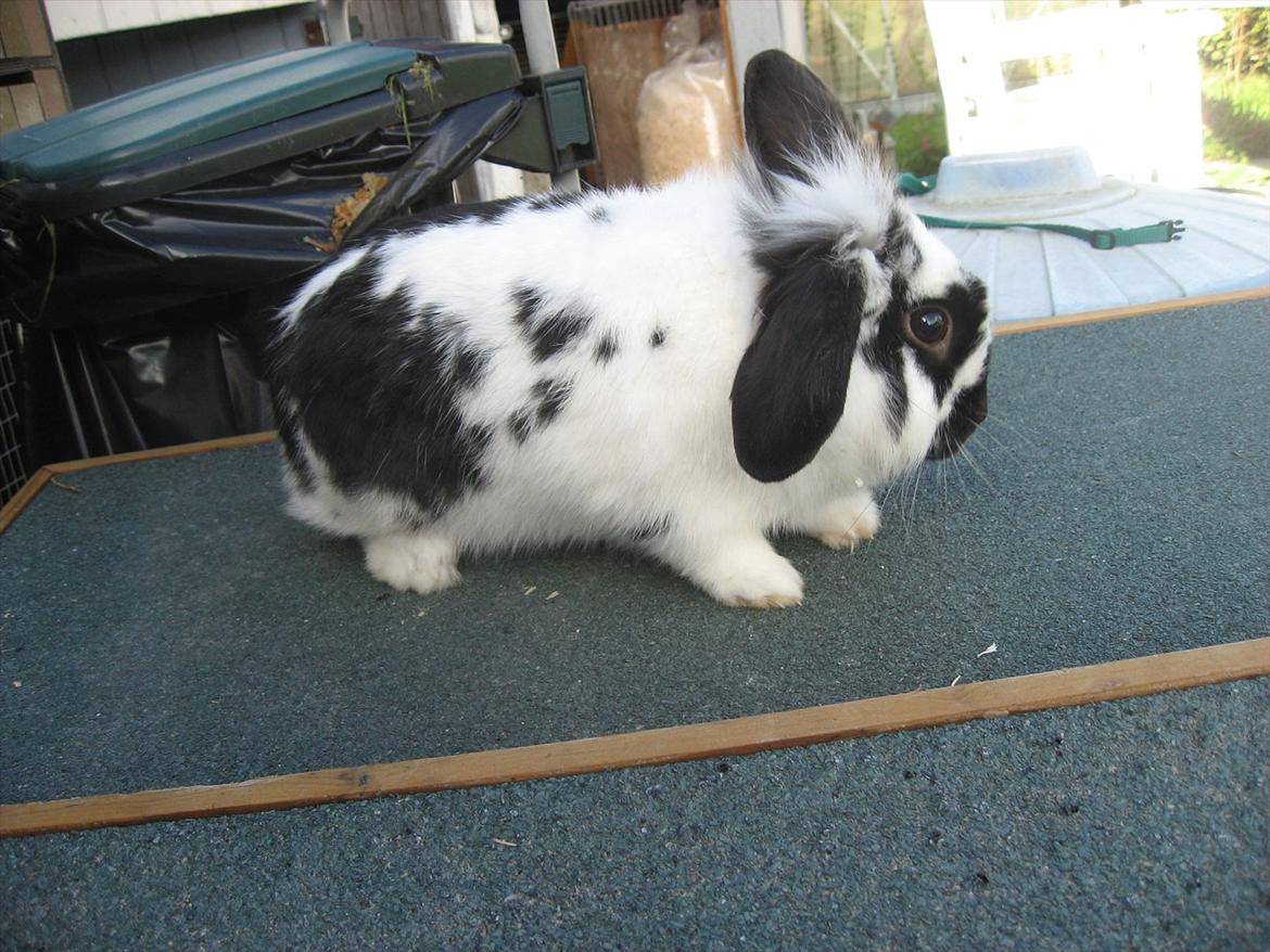 Kanin Moonlight's Lucky billede 3