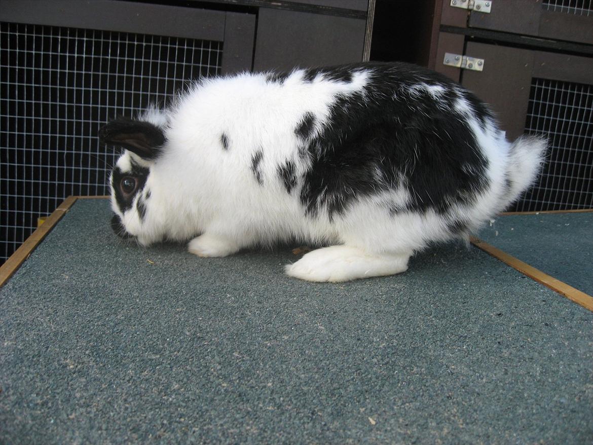 Kanin Moonlight's Lucky billede 4