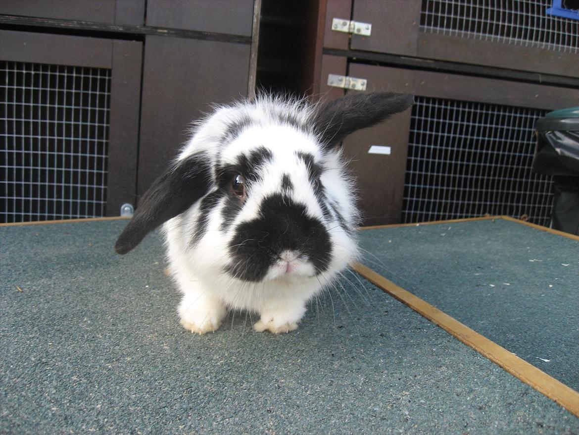 Kanin Moonlight's Lucky billede 5