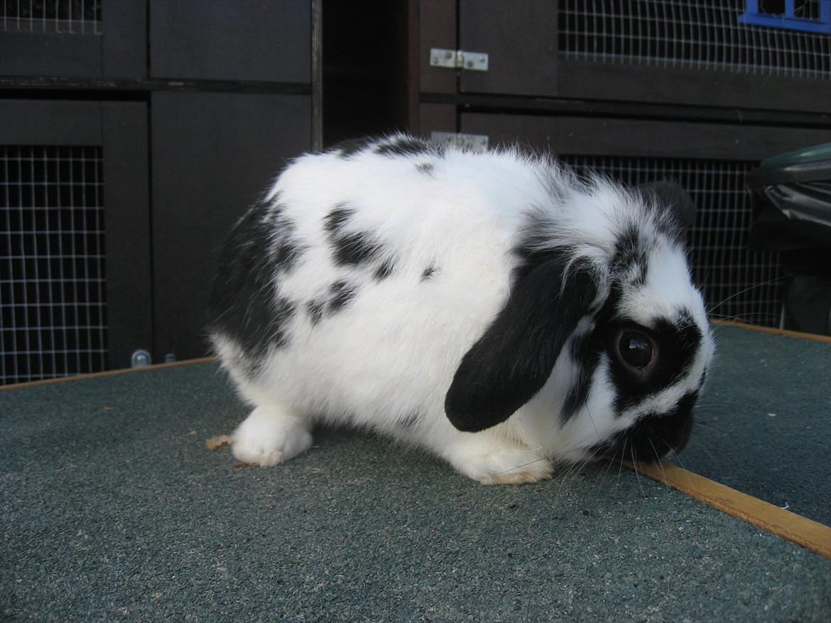 Kanin Moonlight's Lucky billede 6