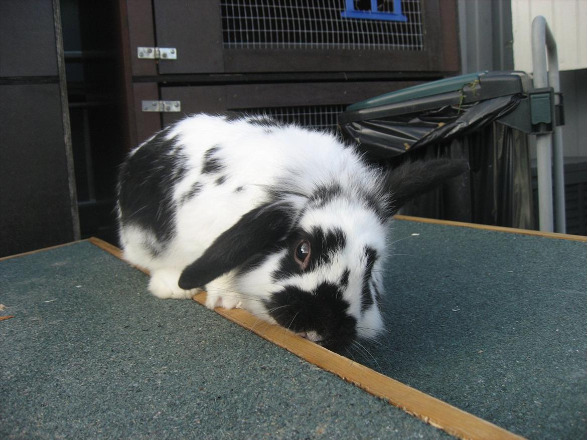 Kanin Moonlight's Lucky billede 7