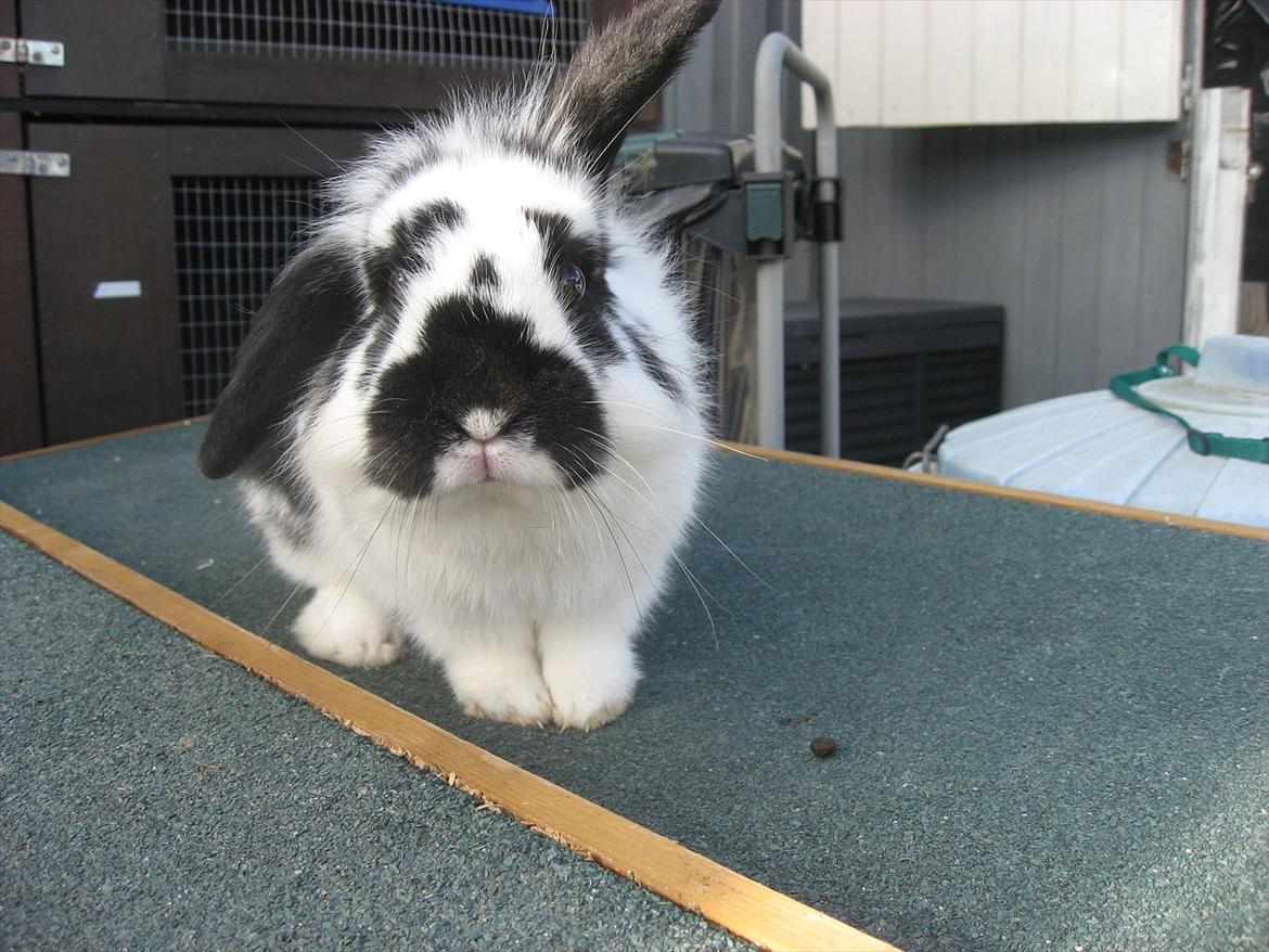 Kanin Moonlight's Lucky billede 8