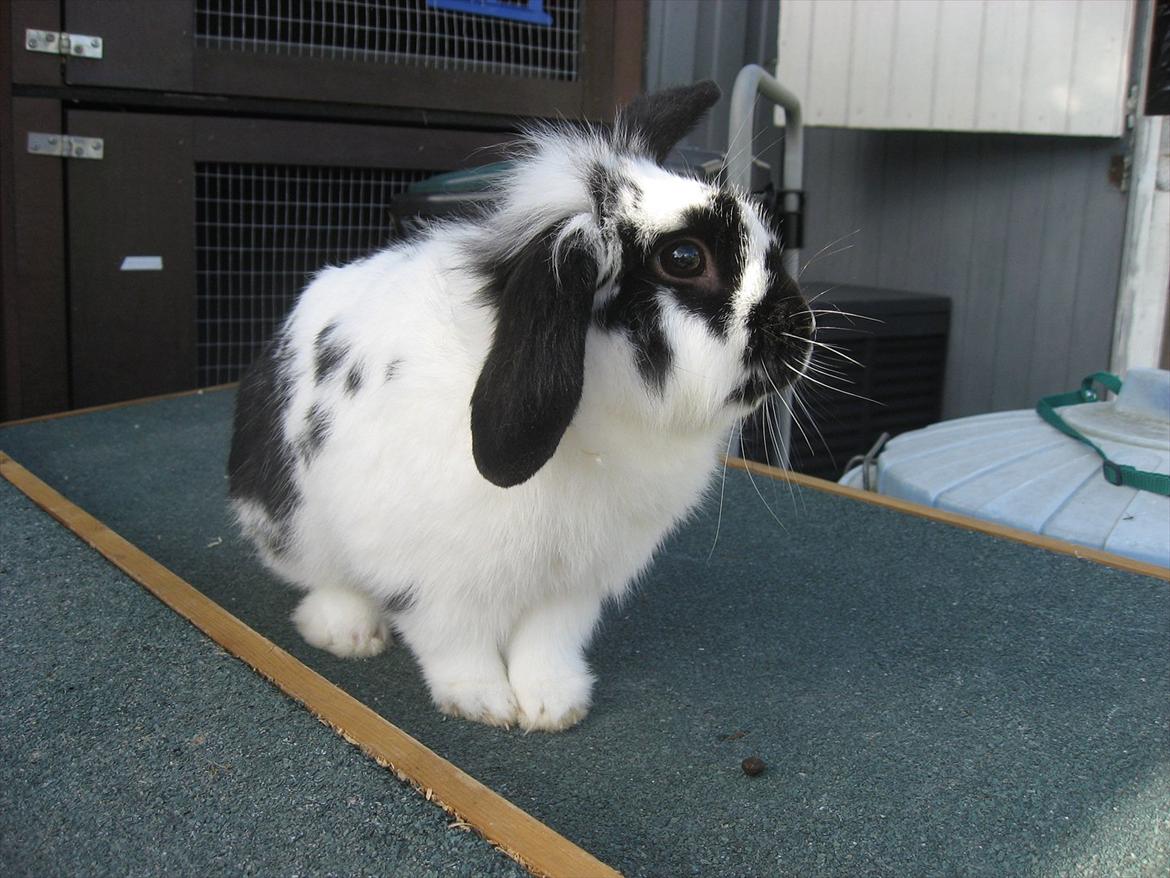 Kanin Moonlight's Lucky billede 9