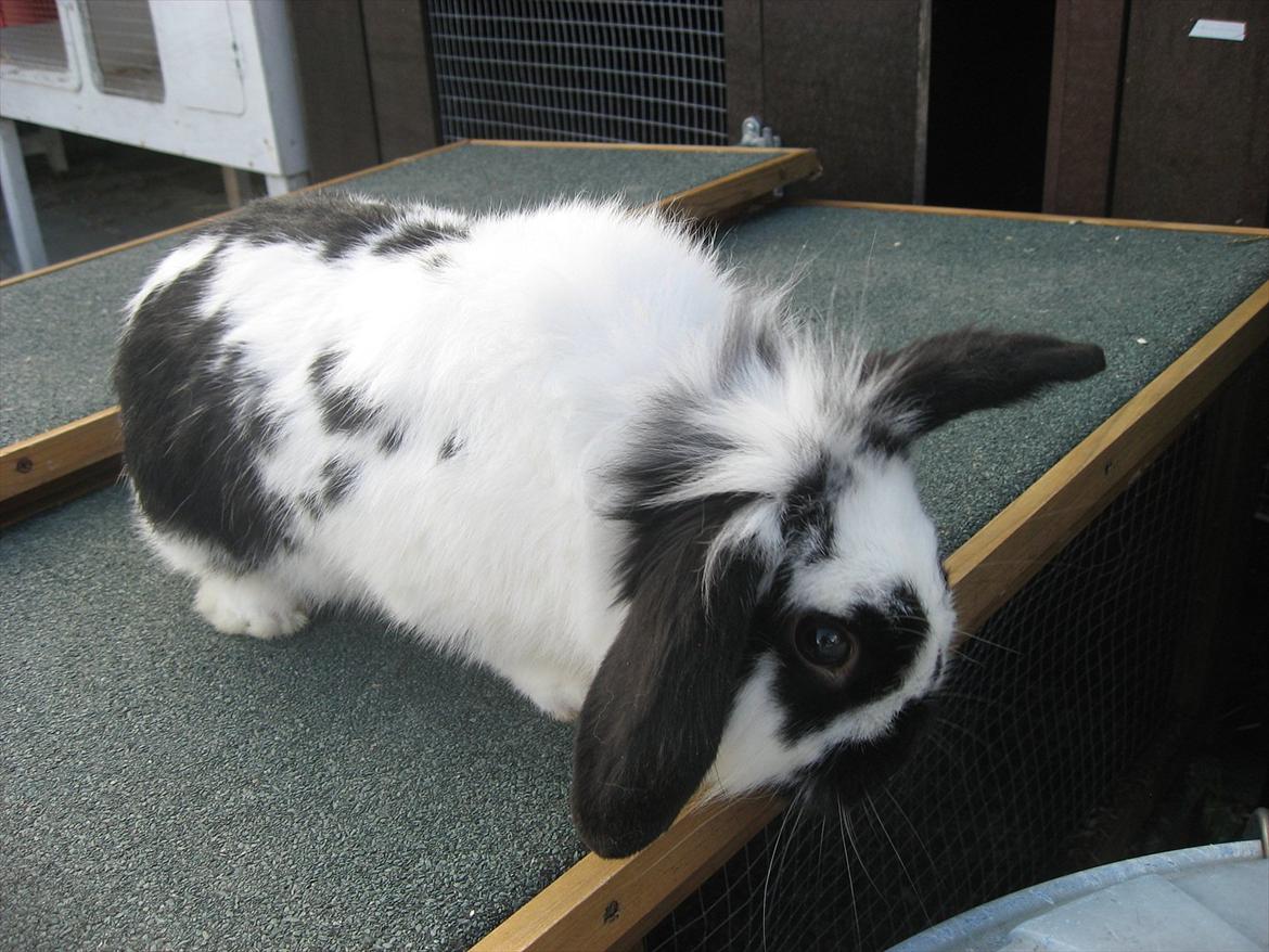 Kanin Moonlight's Lucky billede 10