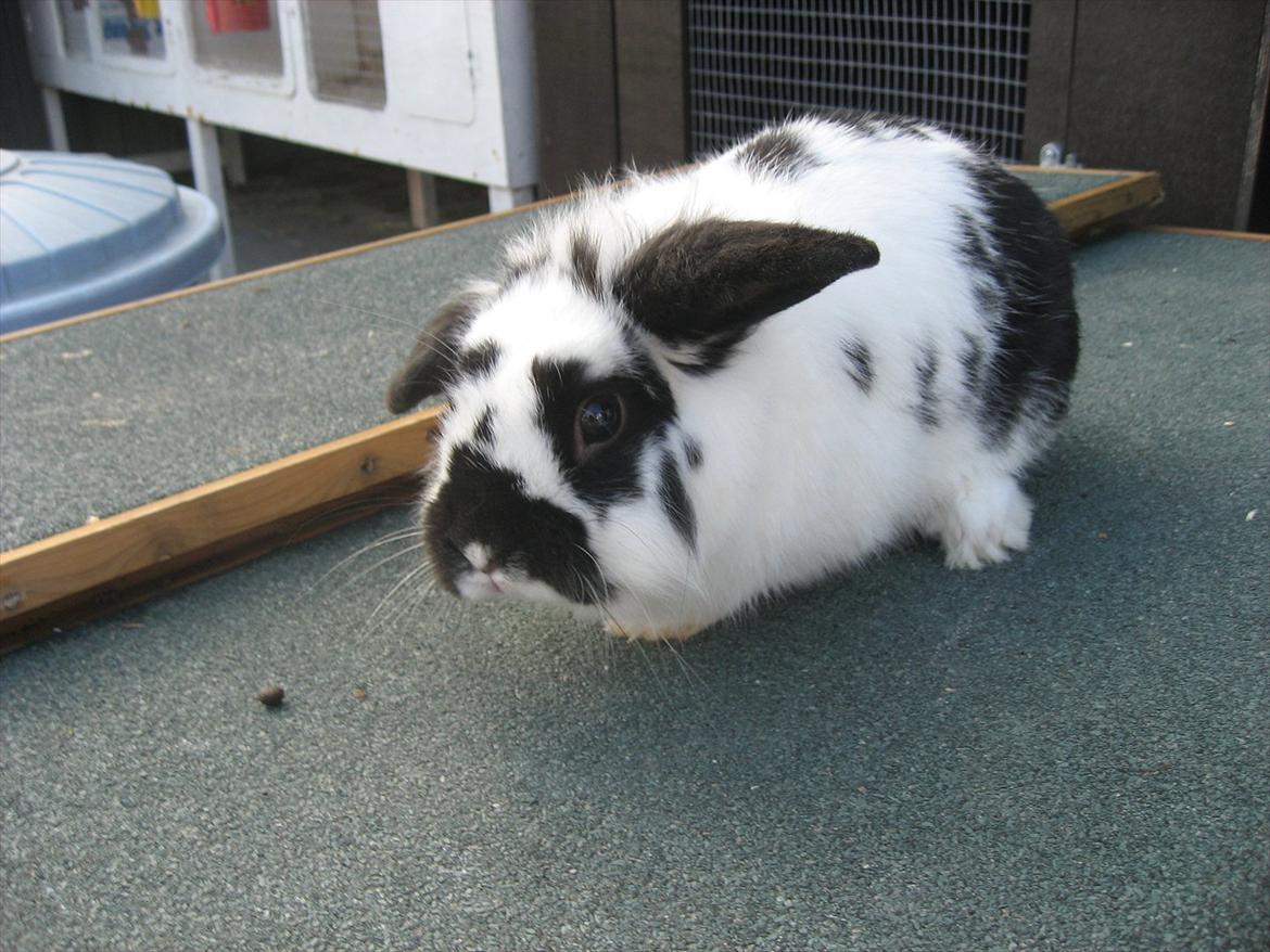 Kanin Moonlight's Lucky billede 11