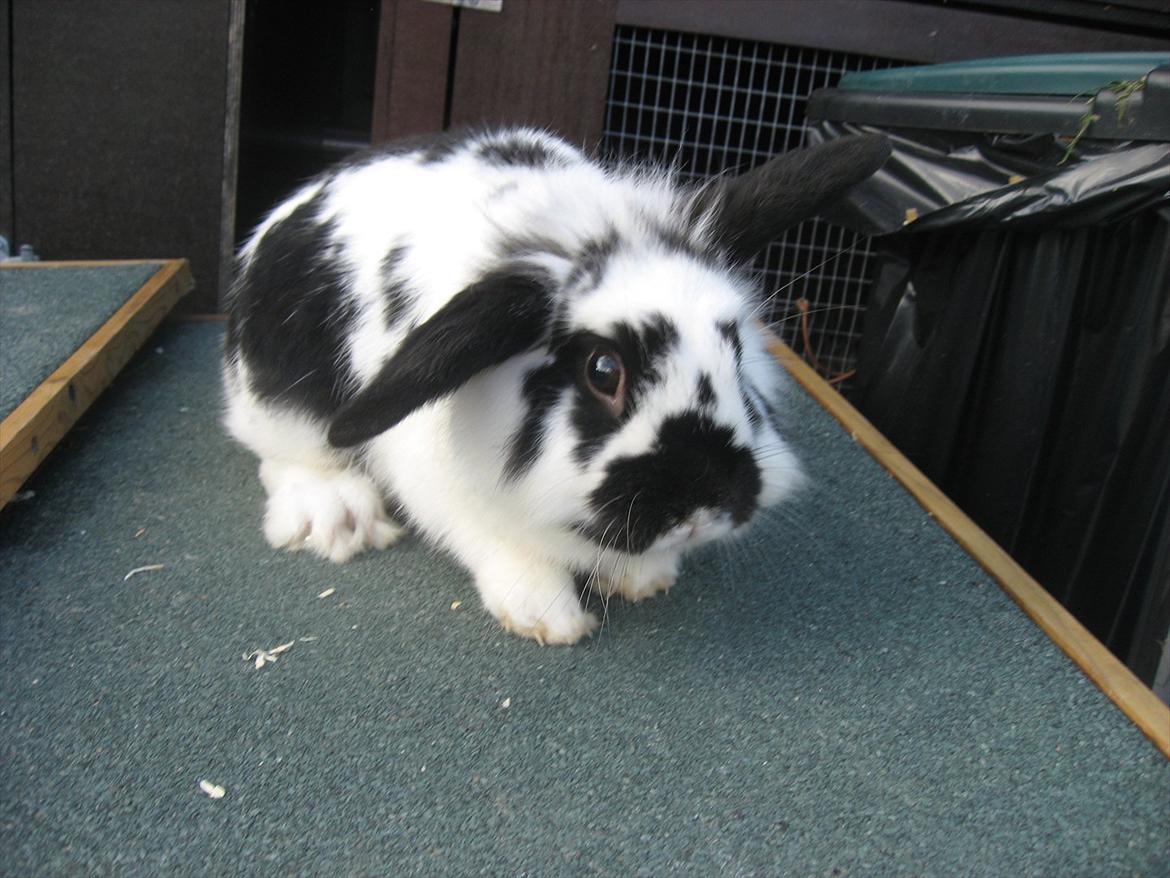 Kanin Moonlight's Lucky billede 12