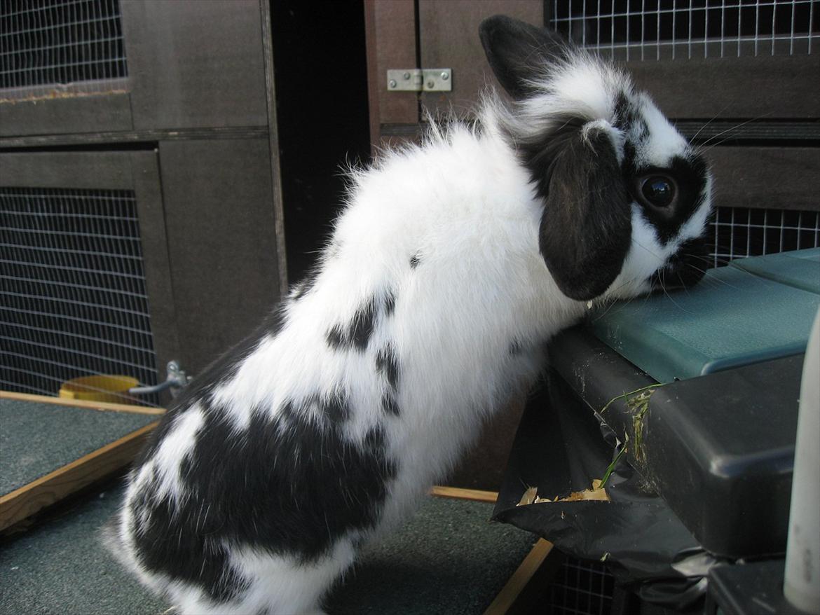 Kanin Moonlight's Lucky billede 13