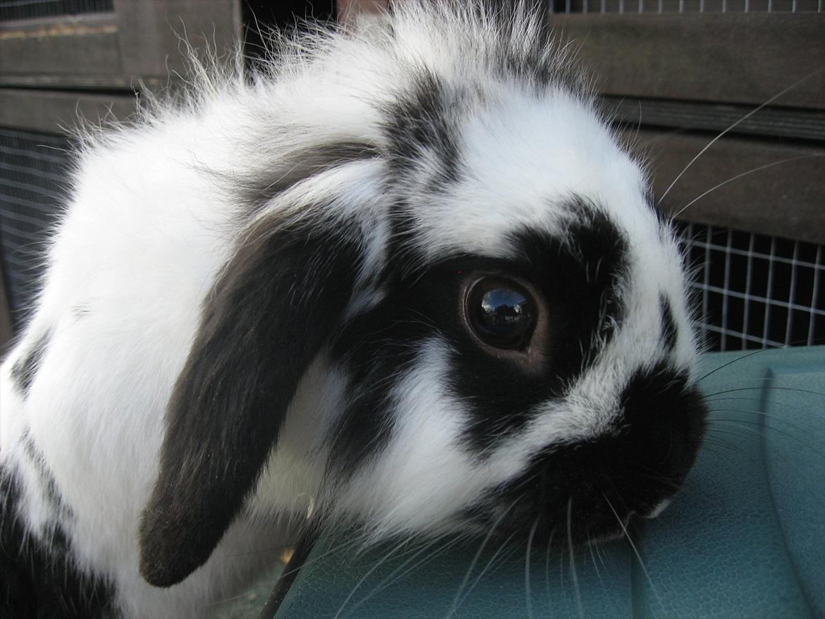 Kanin Moonlight's Lucky billede 14