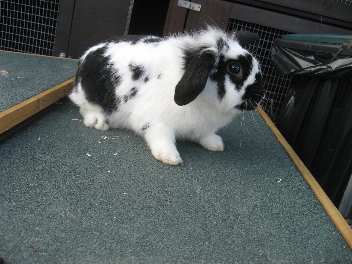 Kanin Moonlight's Lucky billede 15