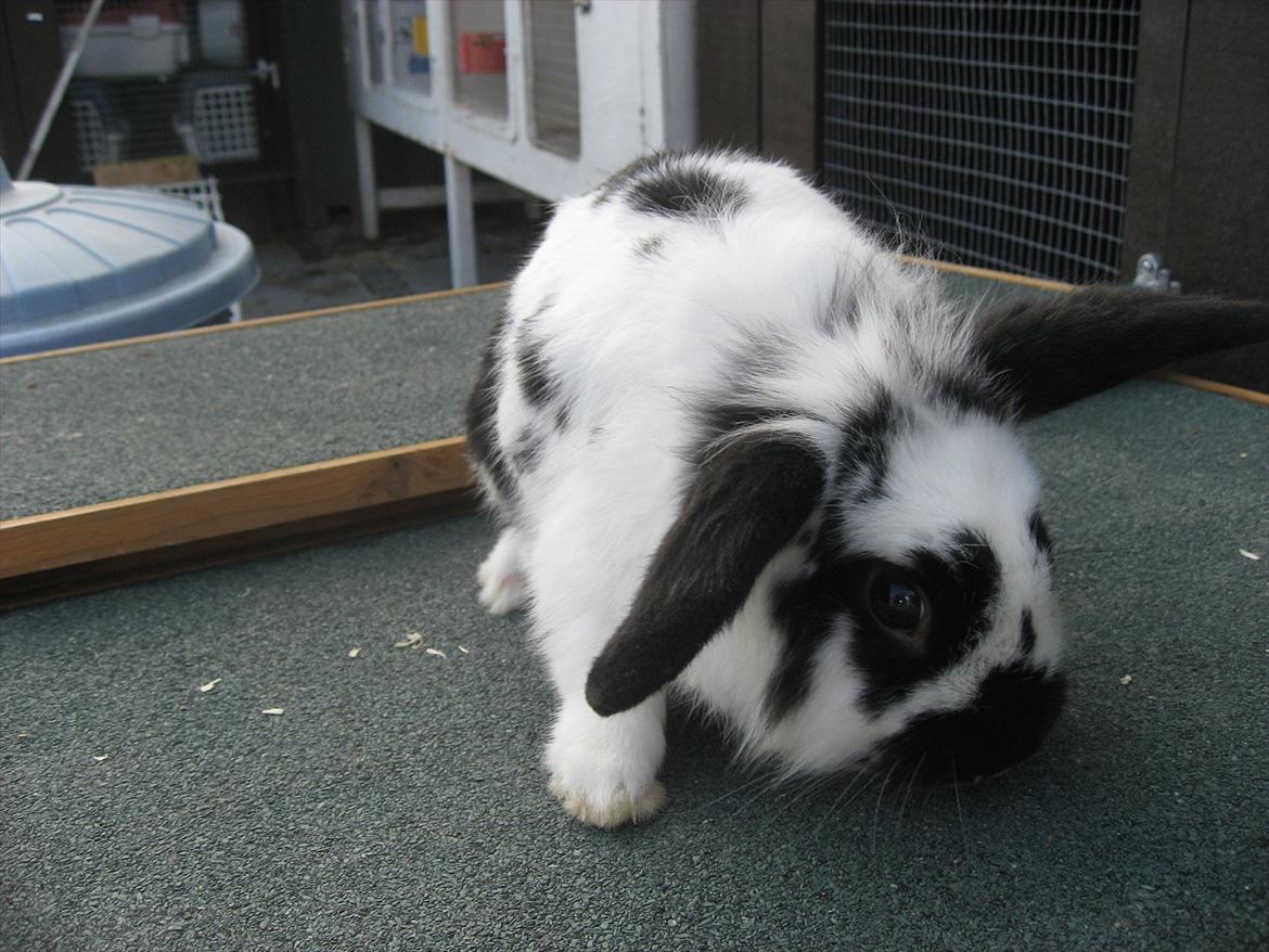 Kanin Moonlight's Lucky billede 16