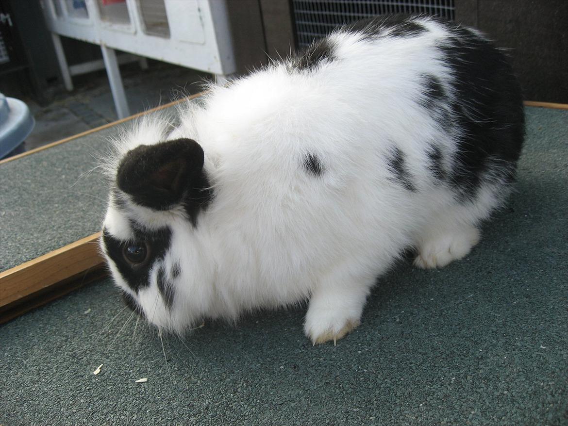 Kanin Moonlight's Lucky billede 17