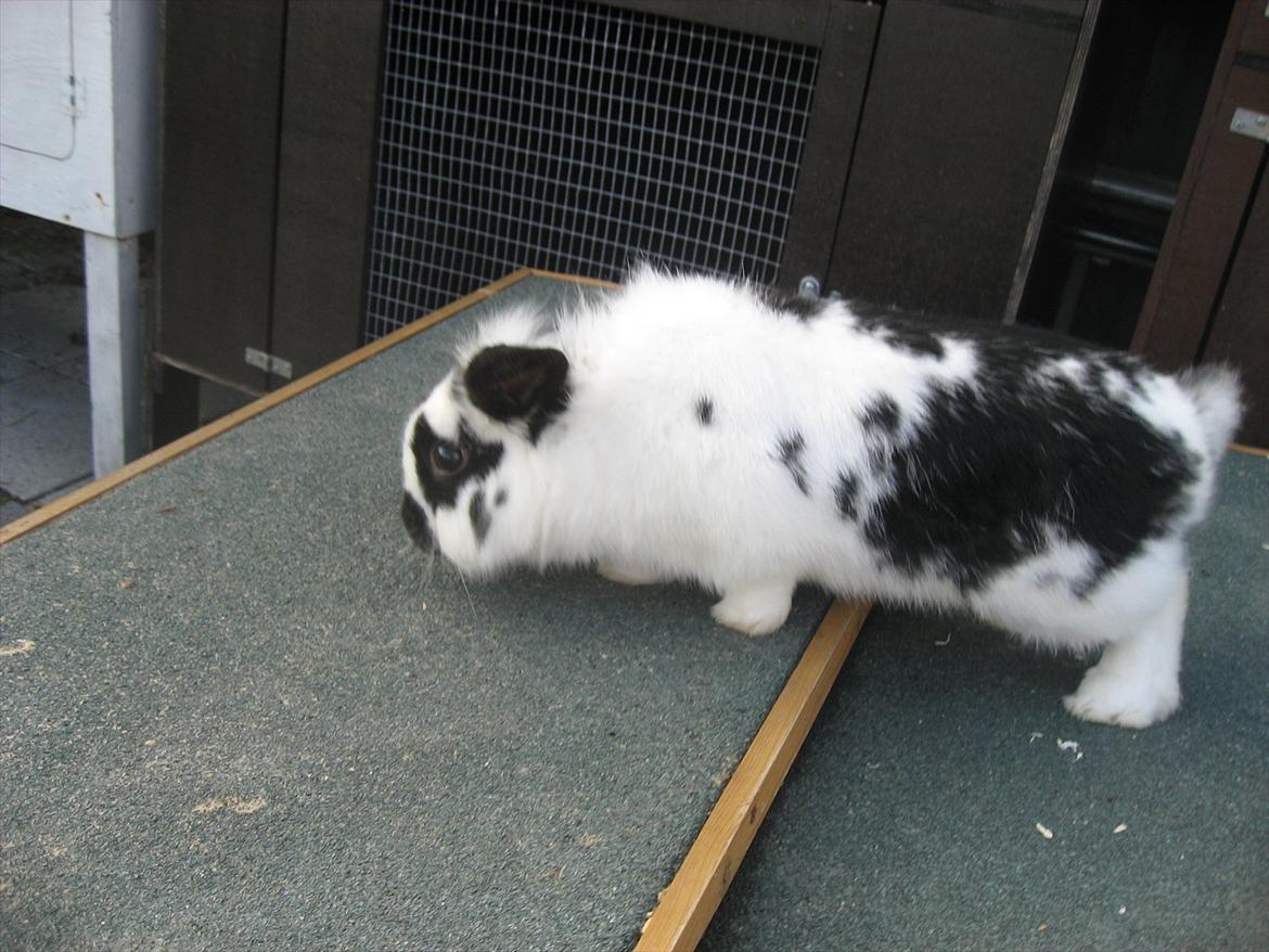 Kanin Moonlight's Lucky billede 18