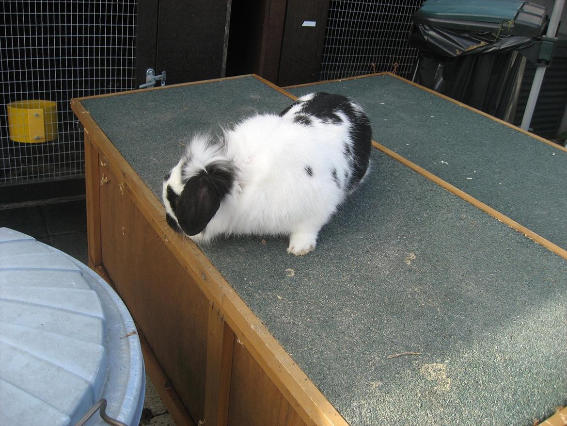 Kanin Moonlight's Lucky billede 19