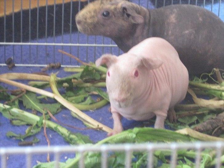 Marsvin Neptun billede 2