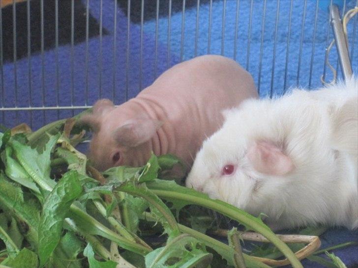 Marsvin Neptun billede 3