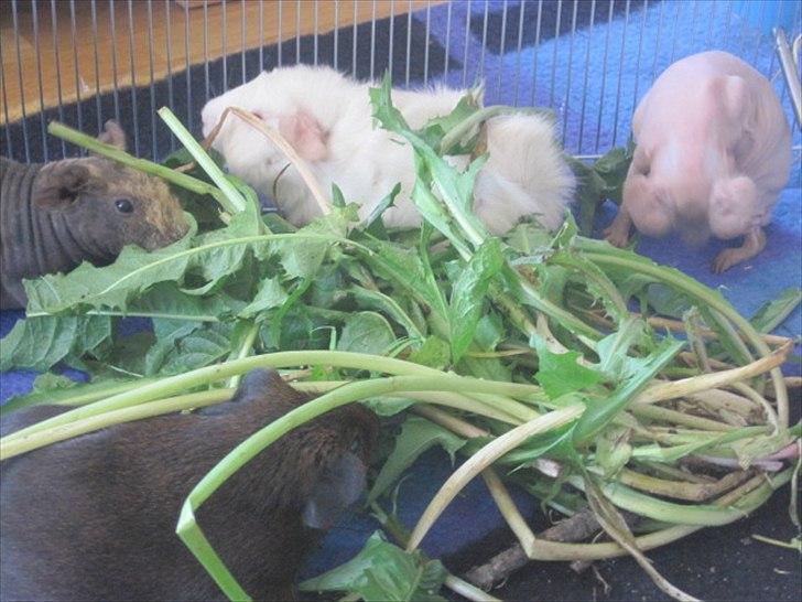 Marsvin Neptun billede 4