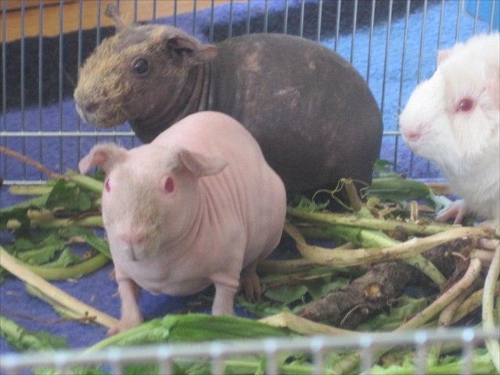 Marsvin Neptun billede 5