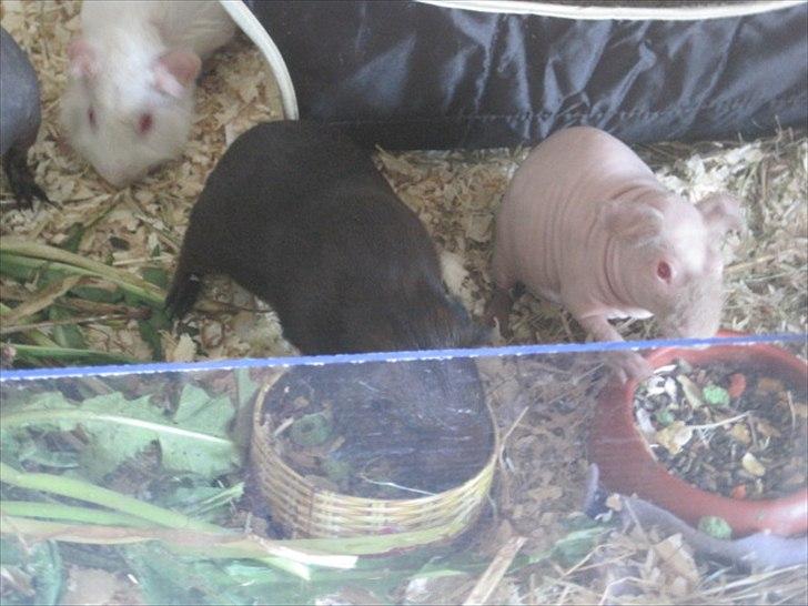 Marsvin Neptun billede 6