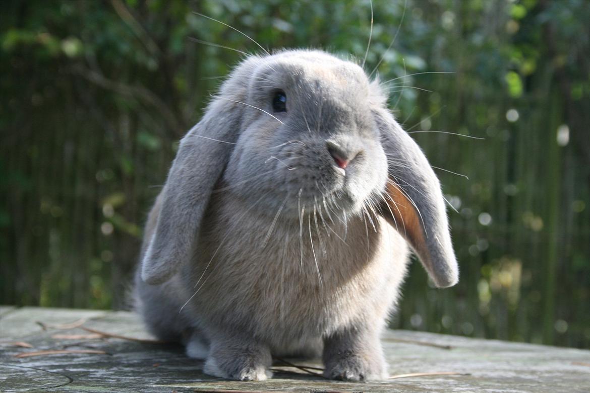 Kanin Nikita billede 1