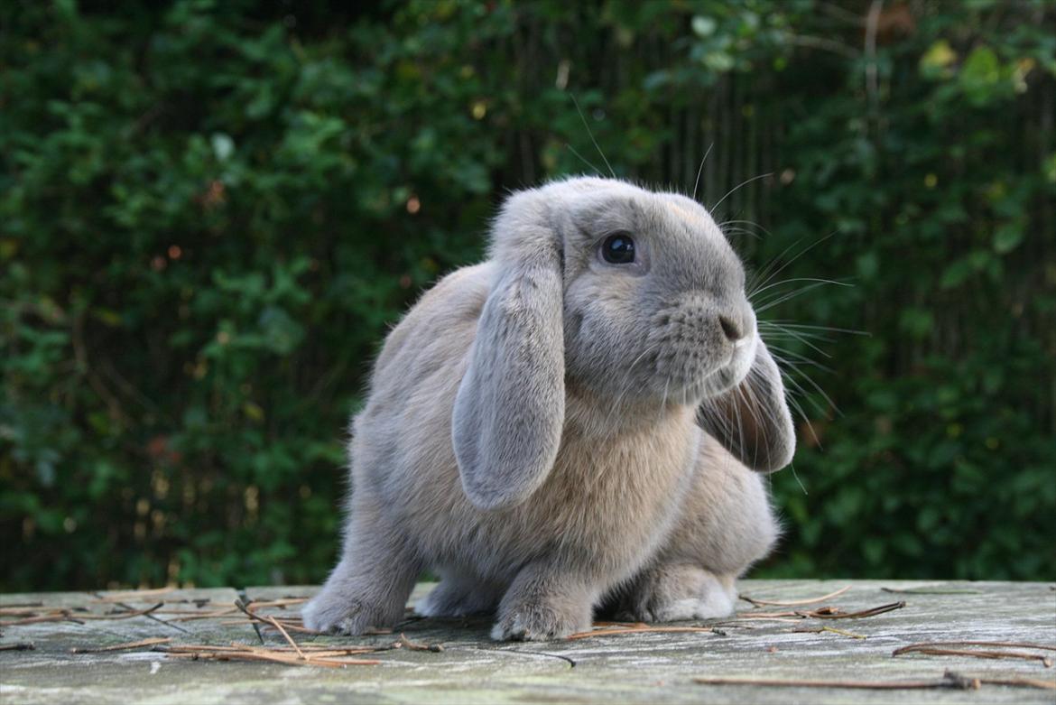 Kanin Nikita billede 2